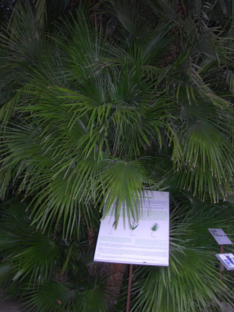 Padova 植物園　棕櫚②